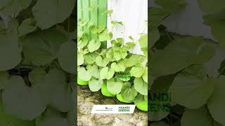 Built to Last HDPE Grow Bags 260 GSM with high Durability Buy Online Now gardening growbag [upl. by Barabbas]