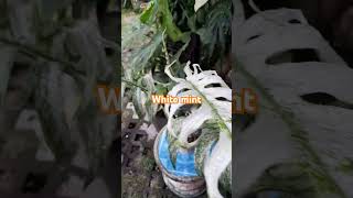 Epip sulawesi plants tanamanindor tanamanindoor orchid [upl. by Areek925]