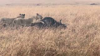 Lion vs Buffalo  Maasai Mara  THE FULL KILL [upl. by Nikki]