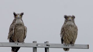 Blakistons fish owl （シマフクロウ）by SONY NEX FS700 [upl. by Aihsekan]