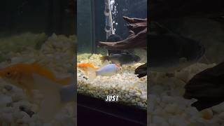 will A Gulper Catfish Eat A Rare White Goldfish 🤔 Gulpercatfish mobythecatfish [upl. by Bowler462]