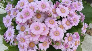 How to grow and care for Paricallis Hybrida Florists Cineraria [upl. by Aihsenet974]