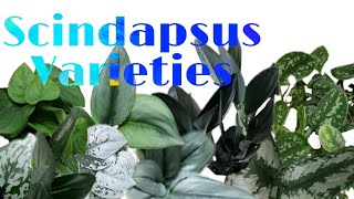 SCINDAPSUS VARIETIES [upl. by Cutcliffe]