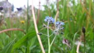 Field Forgetmenot Myosotis Arvensis  20120505 [upl. by Adnulahs]