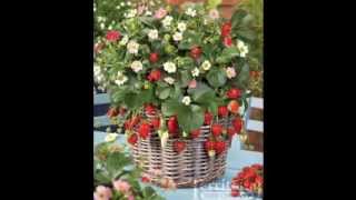 Vertical strawberry garden ideas [upl. by Locke]