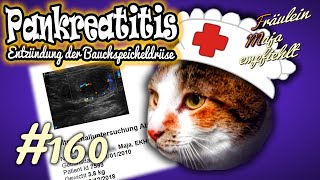 PANKREATITIS  Bauchspeicheldrüsenentzündung bei Katzen nicht selten  Maja empfiehlt Teil 160 [upl. by Berga]