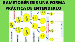 la gametogenesis espermatogénesis y ovogénesis  células germinales primordiales [upl. by Elletnahs]