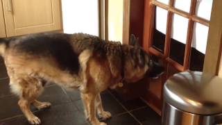 German Shepherd Extremely Barking 2 [upl. by Ekal]