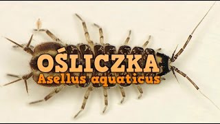 Ośliczka wodna  Asellus aquaticus  Krewetkarium [upl. by Phina438]