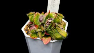 Cephalotus  Growing Cephs in 100 Degree Weather Not Impossible [upl. by Leighland]