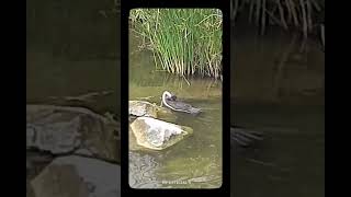 trending viralvideo Phalacrocorax lucidus birds eating snake viralvideo shorts [upl. by Benioff]