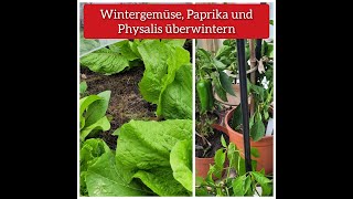 Wintergemüse Paprika und Physalis überwintern [upl. by Nohsar15]