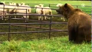 Sheepdog saves his flock from a bear attack [upl. by Anaek488]