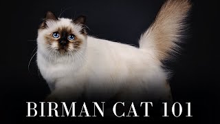 Birman Cat 101  Everything You Need to Know [upl. by Ameekahs300]