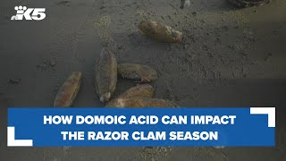 Domoic acid How the toxin can impact Washingtons razor clam season [upl. by Eben]