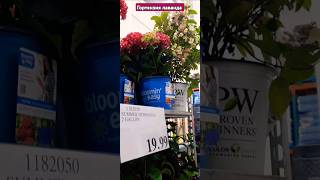 BC Canada 🇨🇦 Vancouver market Costco канада цветы [upl. by Aihsoem]