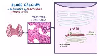 PTH synthesis [upl. by Auhs]