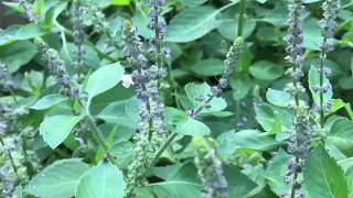 Tulsi  Holy Basil  Ocimum tenuiflorum  Blog 36 LymeCompassnet [upl. by Maurine]