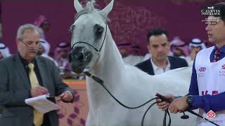 N 146 HUWAIDA AL ZOBARA Al Shaqab International Arabian Horse Show 2024 Fillies 3 Years Old Clas [upl. by Yssim52]