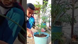 Perawatan bawang daun dalam pot [upl. by Jolyn]