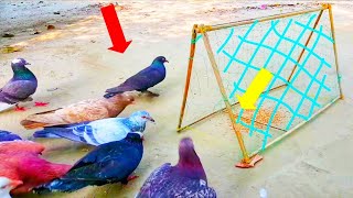 How To Make a Net Trap For Birds amp And Pigeon Trap Bird Trap [upl. by Allenrad]