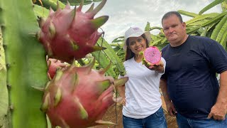 Cómo se cosecha la pitahaya en Costa Rica [upl. by Eniotna]