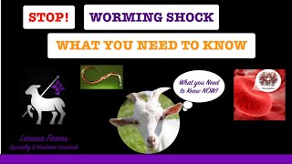 Worming Shock When Sheep and Goats Die From Worming Cause Prevention and Treatment [upl. by Adlez]