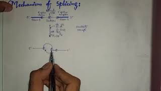 mRNA splicing and spliceosome  Genetics 🧬 Biochemistry [upl. by Ahk156]