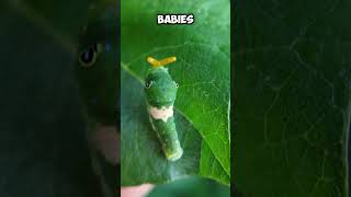 I Found Caterpie in Real Life pokemon [upl. by Nrojb802]