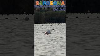 SARDEGNA  Molentargius sardegna fenicotteri flamingo route travel italy shorts [upl. by Llenoj]