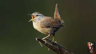 Der Vogelgesang – nichts für „Spatzenhirne“  Warum singen Vögel [upl. by Novel]