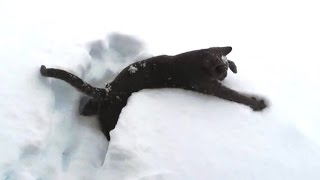 Kittens Discovering Snow For The First Time [upl. by Ellered958]