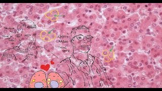 Liver Histology hepatic lobule acinus portal lobule hepatocytes [upl. by Resneps]