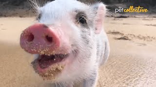 The Most Adorable Mini Pigs  Ultimate Compilation of Teacup Pigs [upl. by Schellens]