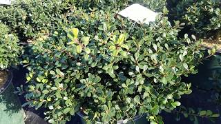 Ilex crenata Bennetts Compact Japanese Holly  GLOSSY Evergreen Foliage LOW Maintenance [upl. by Kono]