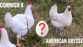 Switching out Breeding roosters from an American Bresse to a Cornish Cross [upl. by Rese800]