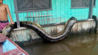 12 ANACONDAS GIGANTES CAPTADAS EN BRASIL parte 2 [upl. by Elberta964]