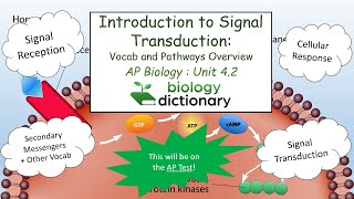 Introduction to Signal Transduction Vocab and Pathways Overview  AP Biology 42 [upl. by Ajnat]