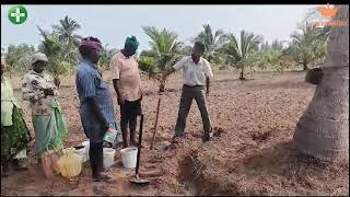 Application method of INFINITY and FIDELITY in the root zone  root feeding in coconut trees [upl. by Suirauqed969]