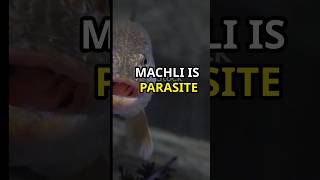 The Fish Tongue Parasite facts viralshorts trending [upl. by Nahgiem248]