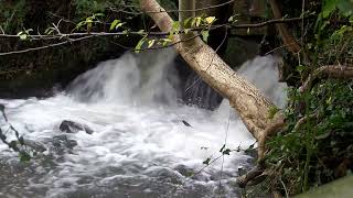 Water flows taken in Painswick Cotswolds fypシ゚viral youtube relaxing waterfall water [upl. by Laforge]