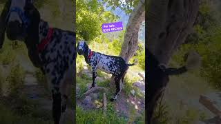 Dasi Bakri Available For Sale goat shortvideo shorts animals [upl. by Gine]