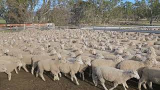 Tirranna Store Lambs 318kg A 29Oct [upl. by Cone]