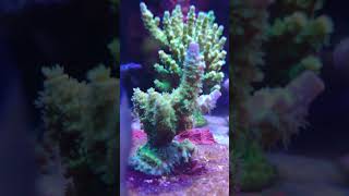 Walt Disney Acropora Tenuis [upl. by Huggins984]