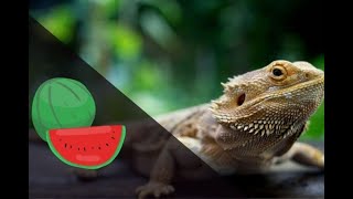 Can Bearded Dragons Eat Watermelons [upl. by Adniral]