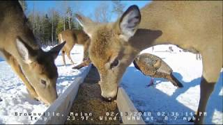 Brownville Food Pantry For Deer Bucks Turkeys amp Fox 21318 [upl. by Dry]