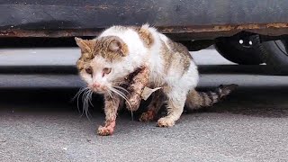 Cat Hit By A Car Vets Want To Put Him To Sleep But He Wants To Live [upl. by Aropizt]