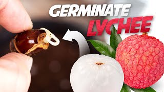 How To Grow Lychee Plant from Seed  Germinate Lychee Seed Successfully Every Time [upl. by Anitsirhcairam737]