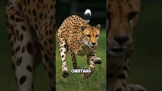 Cheetah the fastest land animal  wildlife wonders [upl. by Carper]