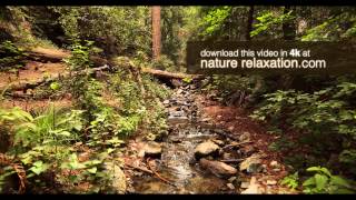 4k Screensaver Redwood Forest Stream in Big Sur ULTRA HD Digital Download [upl. by Dareece326]